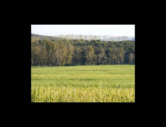 200HA FARM FOR SALE IN MUDEN